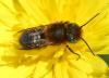 Osmia sp.